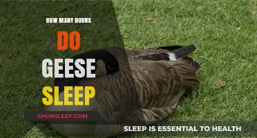 Unveiling the Restful Habits: How Long Do Geese Sleep?