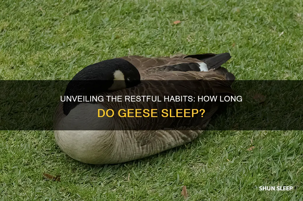 how many hours do geese sleep