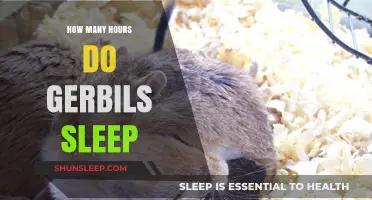 Gerbils' Sleep Patterns: Understanding Their Daily Resting Habits