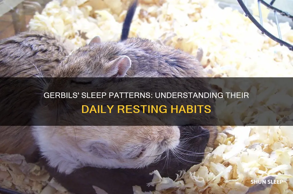 how many hours do gerbils sleep
