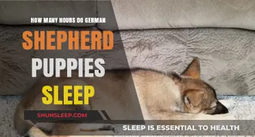 Understanding German Shepherd Puppy Sleep Patterns and Daily Rest Needs
