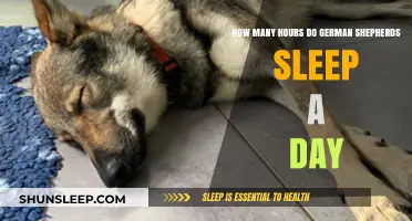 German Shepherds' Daily Sleep Patterns: Understanding Their Rest Needs