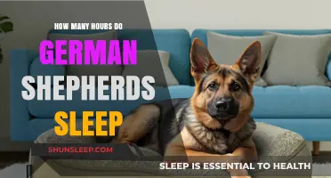 Understanding Canine Rest: A Guide to German Shepherd Sleep Patterns