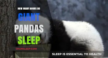 Unveiling the Secrets of Giant Panda Slumber: A Deep Dive