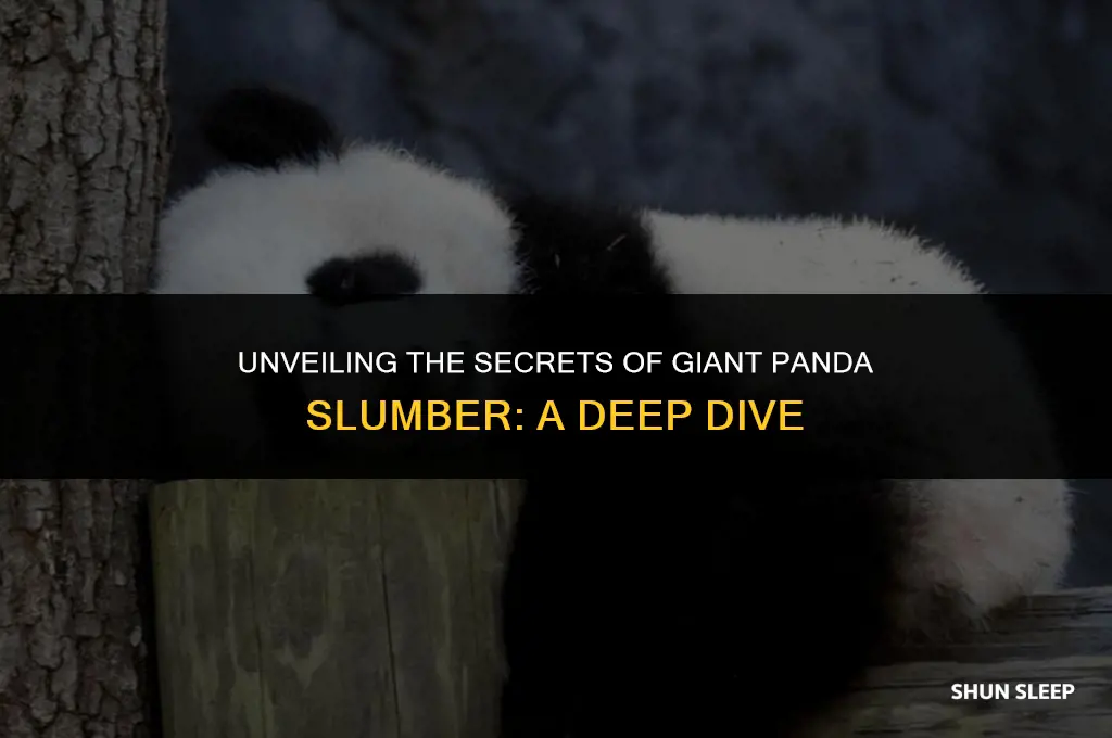 how many hours do giant pandas sleep