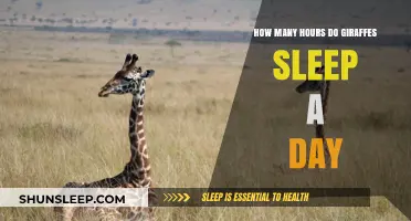 Unraveling the Mystery: Giraffes' Daily Slumber Habits Explained