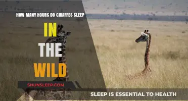 Unraveling the Mystery: Giraffes' Sleep Patterns in the Wild