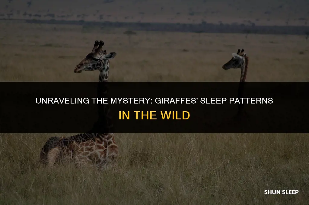 how many hours do giraffes sleep in the wild