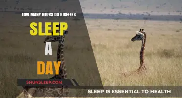 Unraveling the Mystery: Giraffes' Daily Slumber Habits Explained