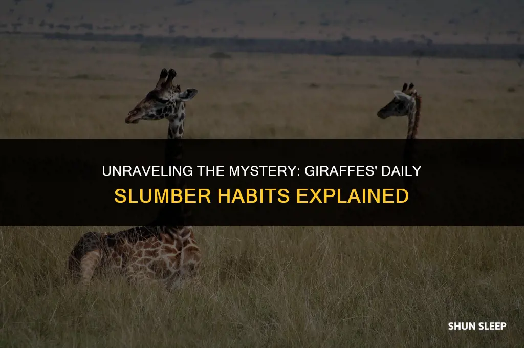 how many hours do gireffes sleep a day
