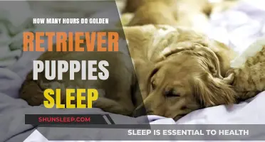 Understanding the Sleep Patterns of Golden Retriever Puppies