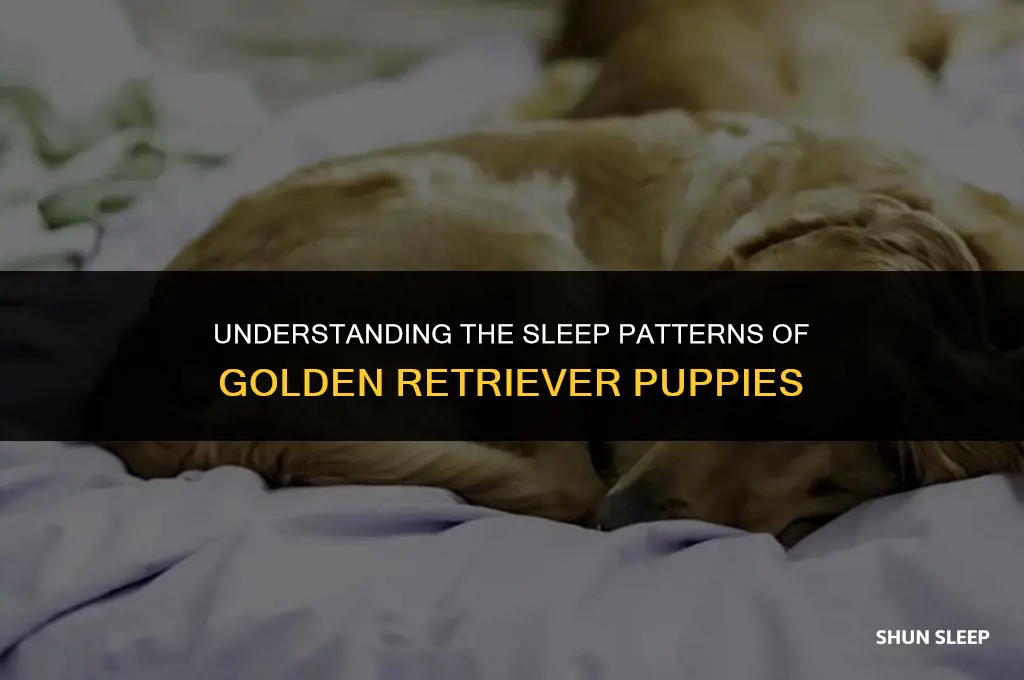 how many hours do golden retriever puppies sleep