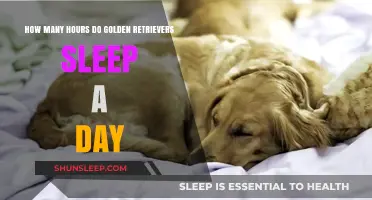 Understanding Golden Retrievers' Sleep Patterns: A Comprehensive Guide