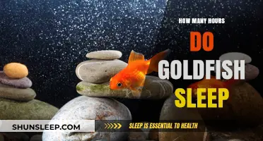 Unveiling the Mysteries of Goldfish Slumber: A Deep Dive