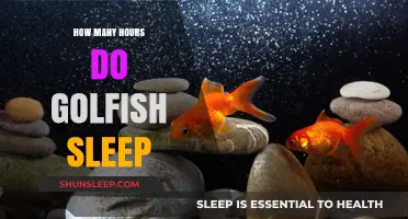 Unveiling the Mysteries of Goldfish Slumber: A Deep Dive into Their Restful Hours