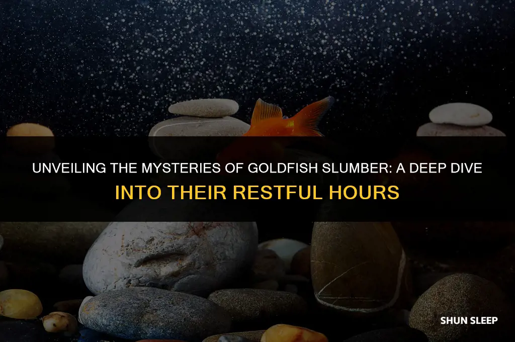 how many hours do golfish sleep