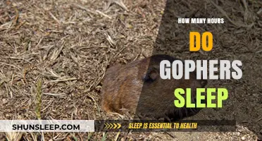 Gopher Snooze: Unveiling the Surprising Sleep Habits of These Burrowing Critters