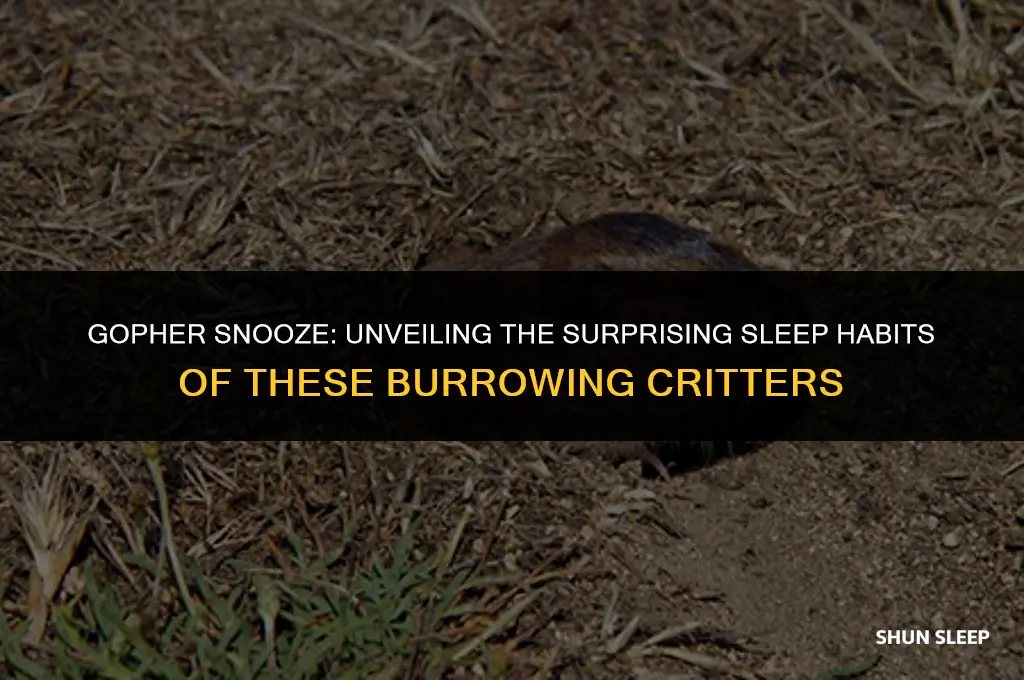 how many hours do gophers sleep