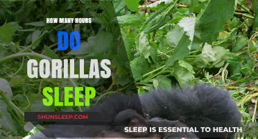 Unveiling the Sleep Secrets of Gorillas: A Primate's Restful Slumber