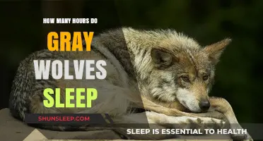 Unveiling the Sleep Secrets of Gray Wolves: A Wild Rest