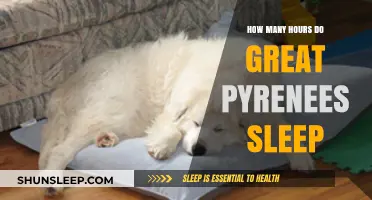 Understanding the Sleep Patterns of Great Pyrenees Dogs