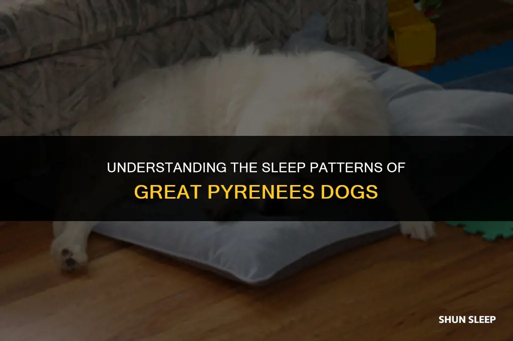 how many hours do great pyrenees sleep