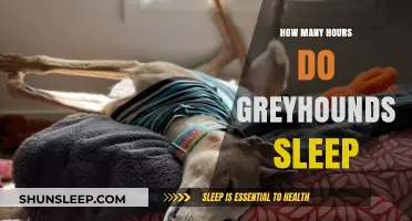 Understanding Greyhound Sleep Patterns: A Comprehensive Guide