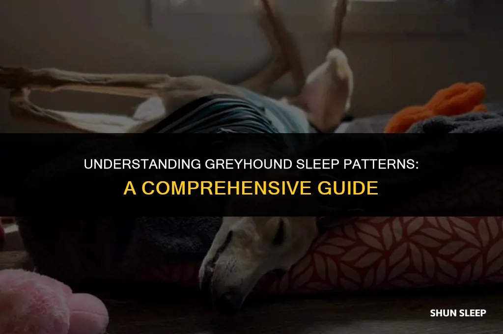 how many hours do greyhounds sleep