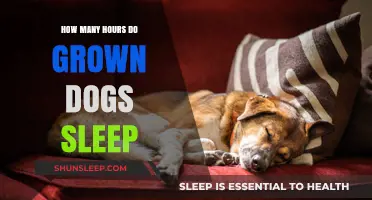 Understanding Canine Rest: A Guide to Adult Dog Sleep Patterns