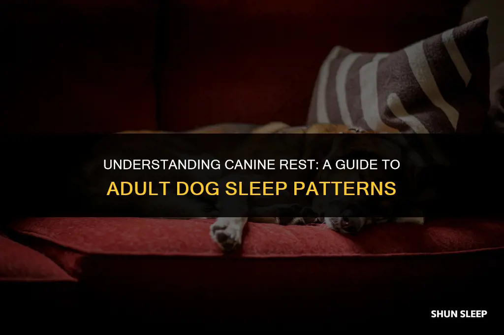 how many hours do grown dogs sleep