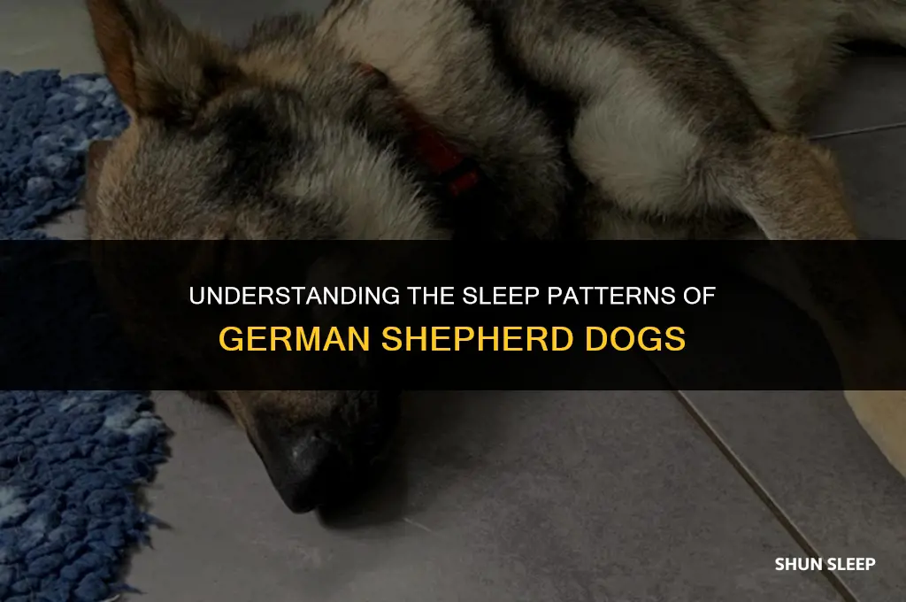how many hours do gsd sleep