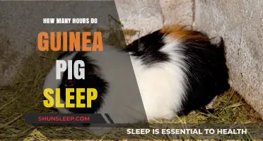 Understanding Guinea Pig Sleep Patterns: A Comprehensive Guide