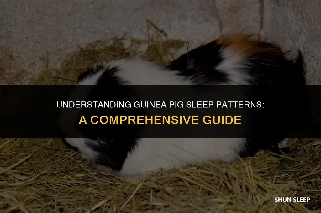how many hours do guinea pig sleep