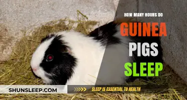 Understanding Guinea Pig Sleep Patterns: A Comprehensive Guide