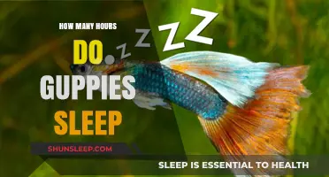 Guppy Snooze: Unraveling the Mysteries of Their Restful Slumbers