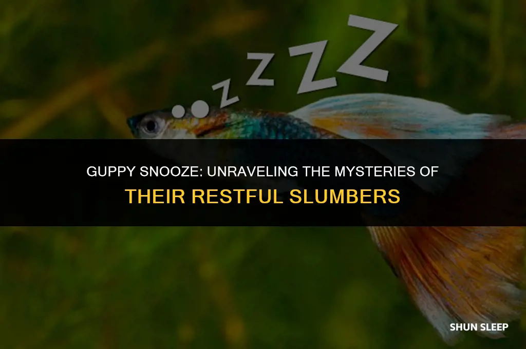 how many hours do guppies sleep