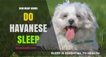Understanding Havanese Sleep Patterns: A Guide for Dog Owners