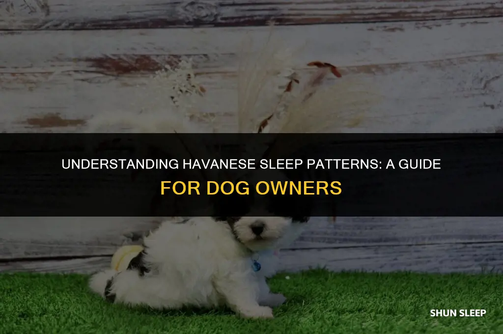 how many hours do havanese sleep