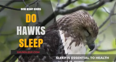 Unveiling the Mysteries of Hawk Slumber: A Comprehensive Guide