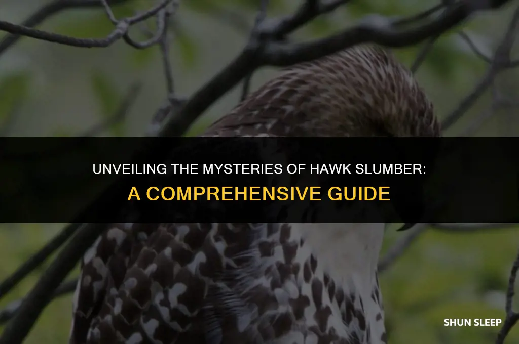 how many hours do hawks sleep