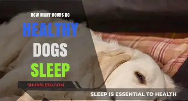 Understanding Canine Rest: How Much Sleep Do Healthy Dogs Need?