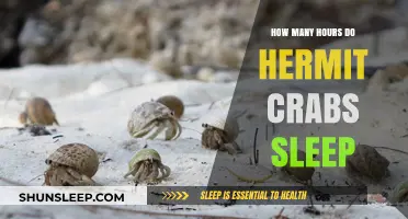 Unveiling the Sleep Secrets of Hermit Crabs: A Comprehensive Guide