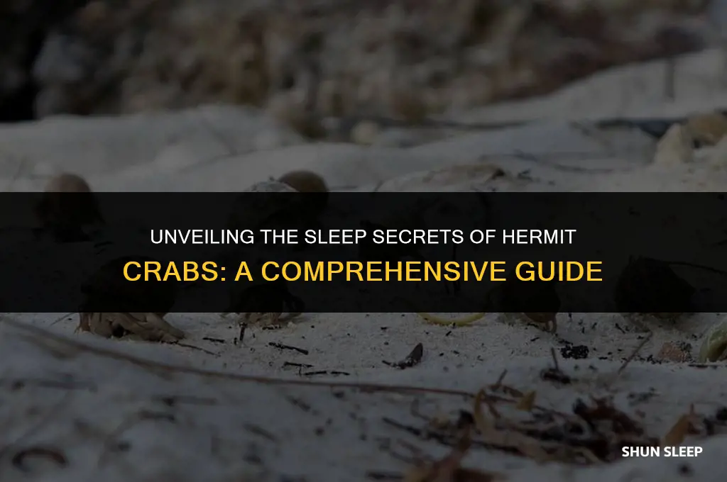 how many hours do hermit crabs sleep