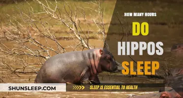 Unveiling the Sleep Secrets of Hippos: A Comprehensive Guide