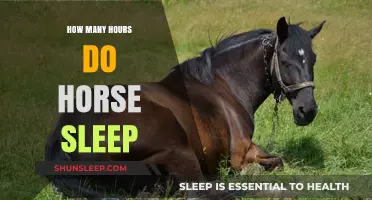 Understanding Equine Rest: How Many Hours Do Horses Sleep?