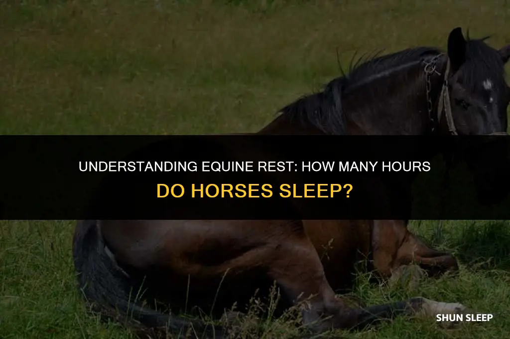 how many hours do horse sleep