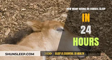 Understanding Equine Rest: A Guide to Horse Sleep Patterns