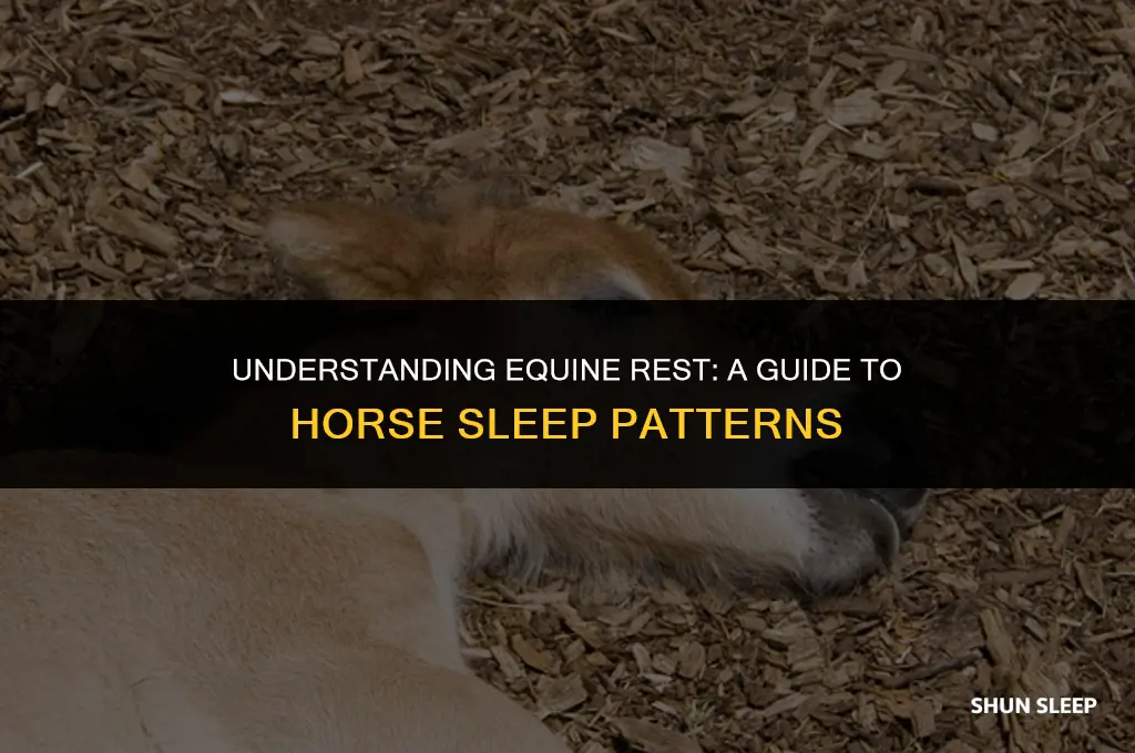how many hours do horses sleep in 24 hours