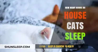 Understanding Feline Slumber: A Guide to House Cat Sleep Patterns