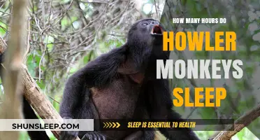 Unveiling the Sleep Secrets of Howler Monkeys: A Primate's Restful Life